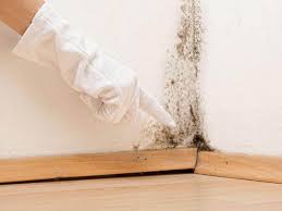 Moss Beach, CA Mold Removal Services Company